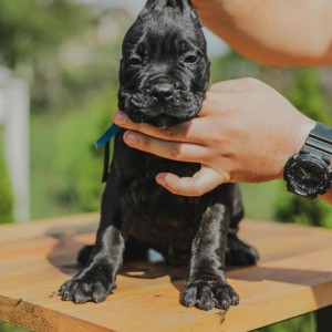 Cane Corso štenci