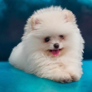 Pomeranac BOO medvedići, Pomeranski Špic štenci