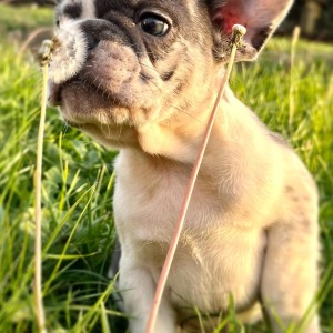 Francuski buldog stenci