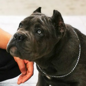 Cane Corso Kane Korso TOP KVALITET