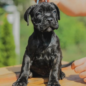 Cane Corso štenci
