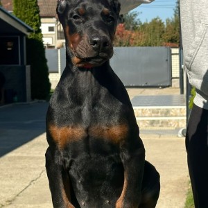 Doberman stenci