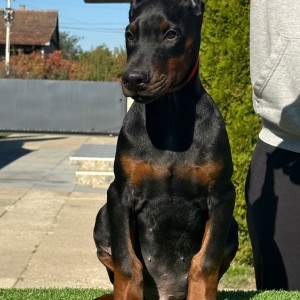 Doberman stenci