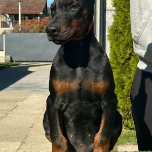 Doberman stenci