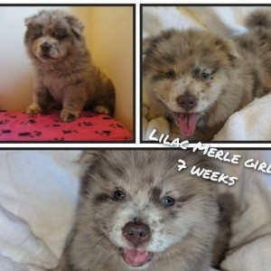 1 preostali Lilac Platinum KC Chow stene Rainbow leglo