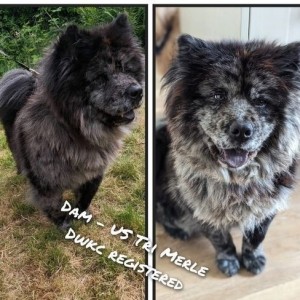 1 preostali Lilac Platinum KC Chow stene Rainbow leglo