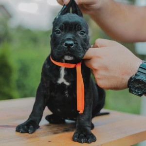 Cane Corso štenci