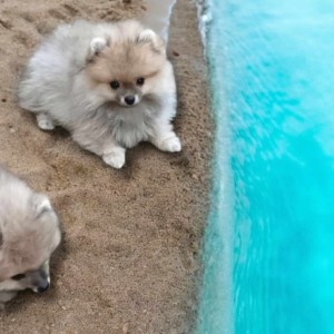Pomeranac BOO medvedići, Pomeranski Špic štenci