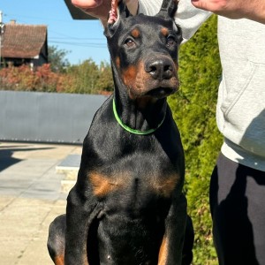 Doberman stenci