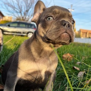 Francuski buldog stenci