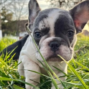 Francuski buldog stenci