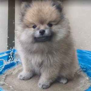 Pomeranac BOO medvedići, Pomeranski Špic štenci