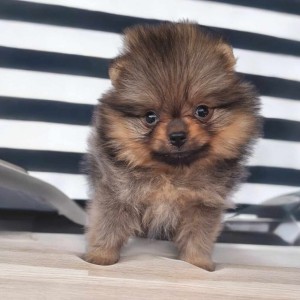 Pomeranac BOO medvedići, Pomeranski Špic štenci