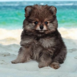 Pomeranac BOO medvedići, Pomeranski Špic štenci