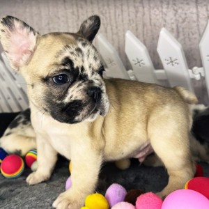 Francuski buldog stenci