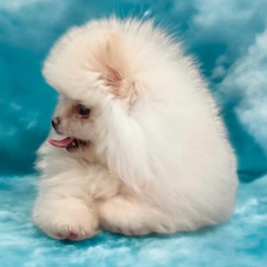 Pomeranac BOO medvedići, Pomeranski Špic štenci