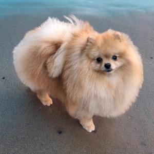 Pomeranac BOO medvedići, Pomeranski Špic štenci