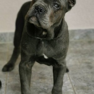 Cane Corso Kane Korso TOP KVALITET