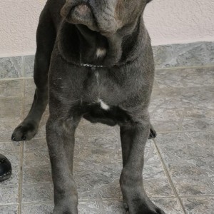 Cane Corso Kane Korso TOP KVALITET