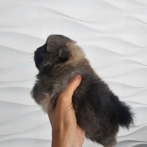 Pomeranac prelepo muško štene