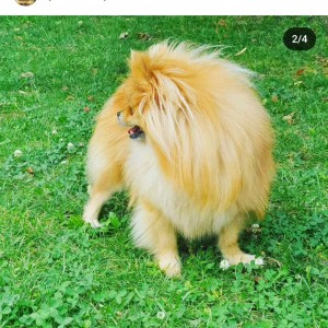 Pomeranac prelepo muško štene