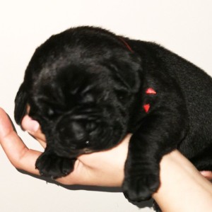 Cane Corso Kane Korso TOP KVALITET