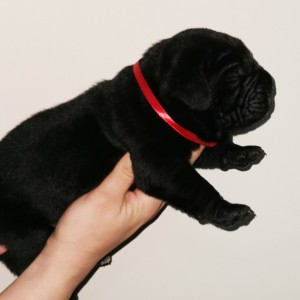 Cane Corso Kane Korso TOP KVALITET