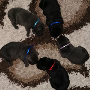 Cane Corso Kane Korso TOP KVALITET