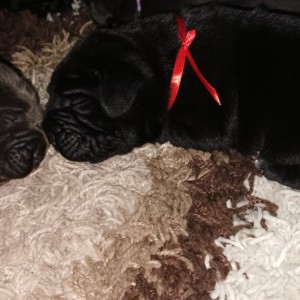 Cane Corso Kane Korso TOP KVALITET