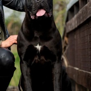 Cane Corso Kane Korso TOP KVALITET