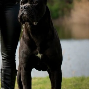 Cane Corso Kane Korso TOP KVALITET