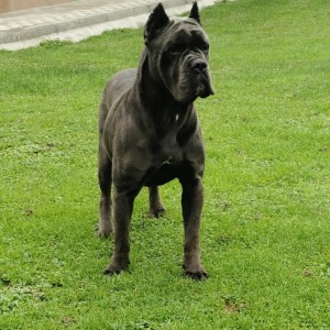 Cane Corso Kane Korso TOP KVALITET