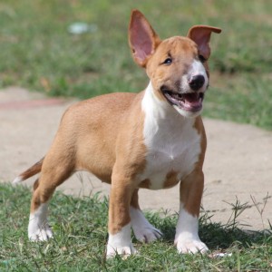 Mini Bull Terijer prelepi štenci
