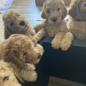 Kraljevska Aprikot Pudla štenci