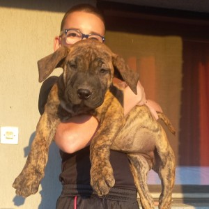 Presa Canario štenci
