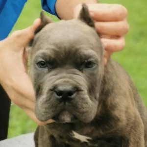 Cane Corso Kane Korso TOP KVALITET