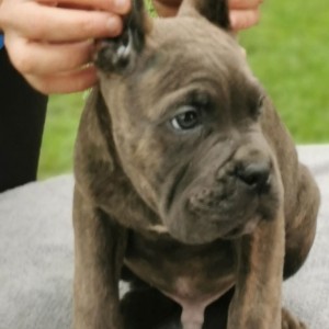 Cane Corso Kane Korso TOP KVALITET