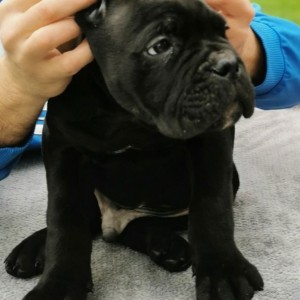 Cane Corso Kane Korso TOP KVALITET