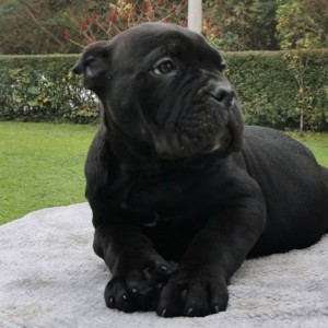 Cane Corso Kane Korso TOP KVALITET
