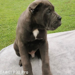 Cane Corso Kane Korso TOP KVALITET