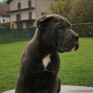 Cane Corso Kane Korso TOP KVALITET