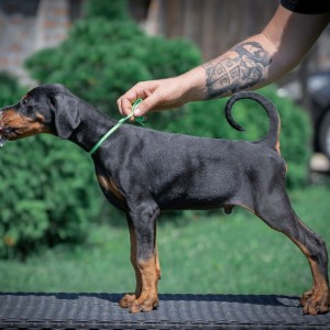 Doberman stenci