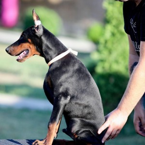 Doberman stenci