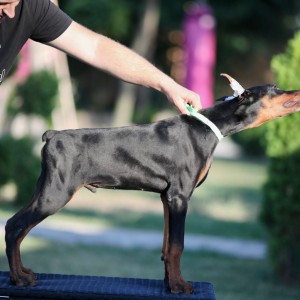Doberman stenci