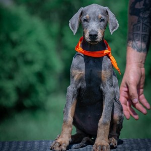 Doberman stenci