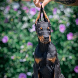 Doberman stenci