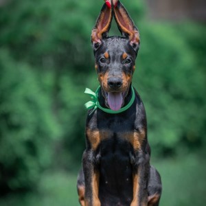 Doberman stenci