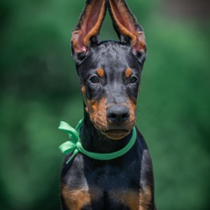 Doberman stenci