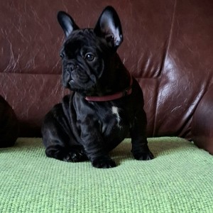 Francuski Buldog PRELEPI štenci