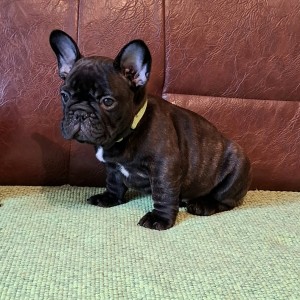 Francuski Buldog PRELEPI štenci